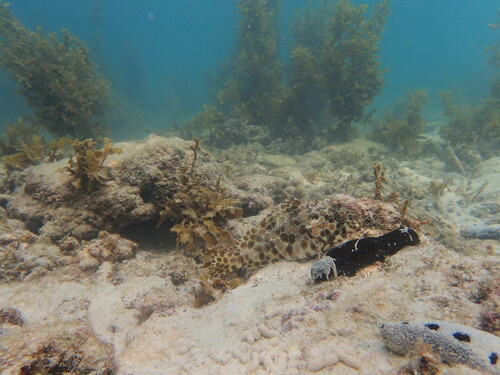 Longfin Rockcod (Epinephelus quoyanus)