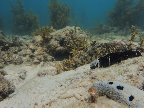 Black Sea Cucumber (Holothuria leucospilota)