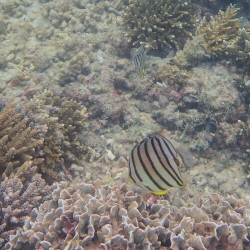 Eightband Butterflyfish (Chaetodon octofasciatus)