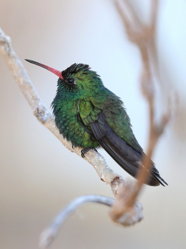Tres Marias Hummingbird (Cynanthus lawrencei), photo 4