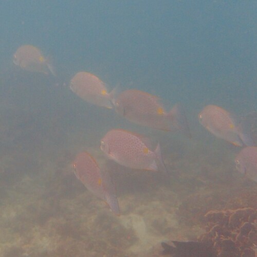 Golden Rabbitfish (Siganus guttatus)