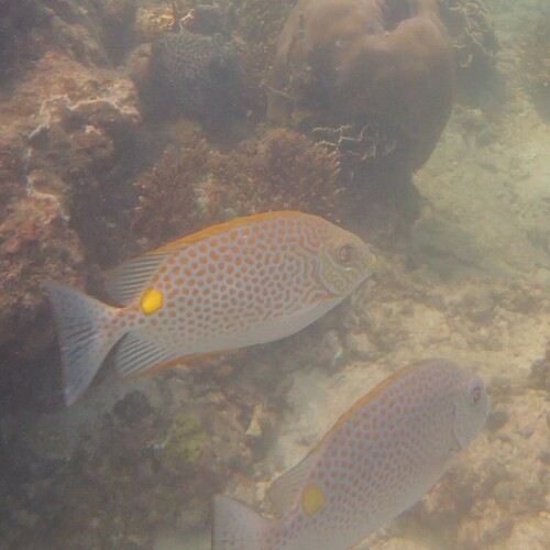 Golden Rabbitfish (Siganus guttatus)
