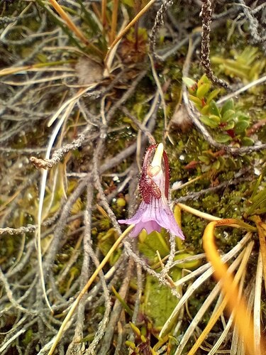 Pinguicula australandina