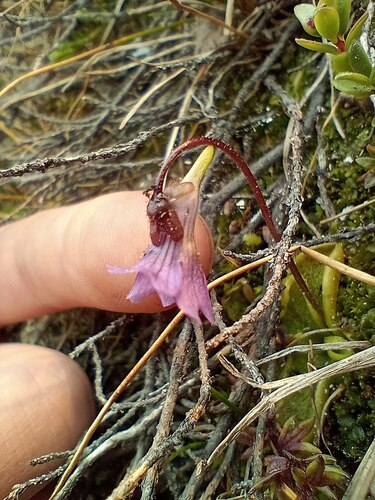 Pinguicula australandina