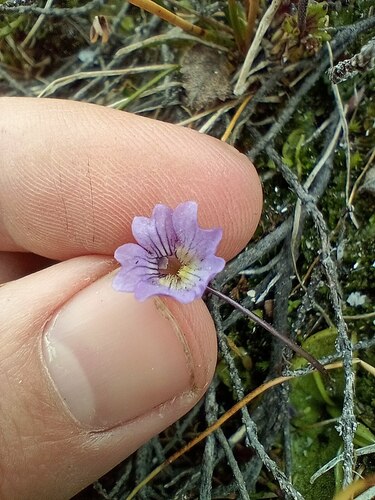 Pinguicula australandina