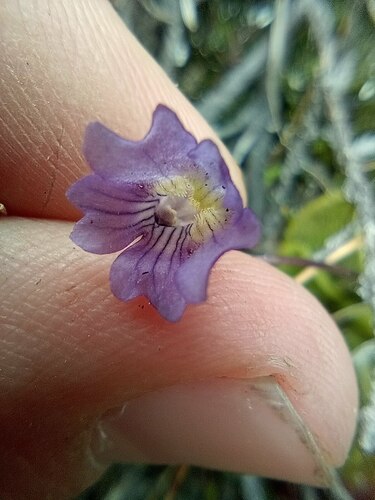 Pinguicula australandina