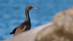 Bank Cormorant photo 1