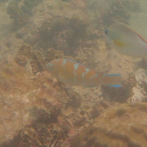 Blue-barred Parrotfish (Scarus ghobban)