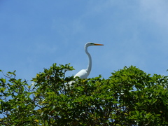 Ardea alba
