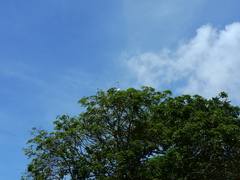 Ardea alba