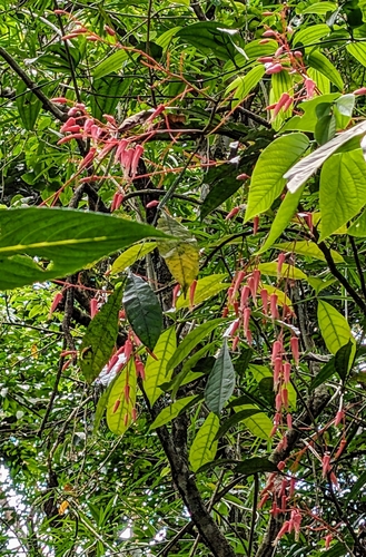 Quassia amara (Quassia amara)