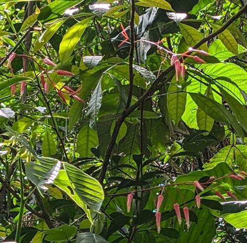 Image of Quassia amara by (c) Alan Prather, some rights reserved (CC BY)