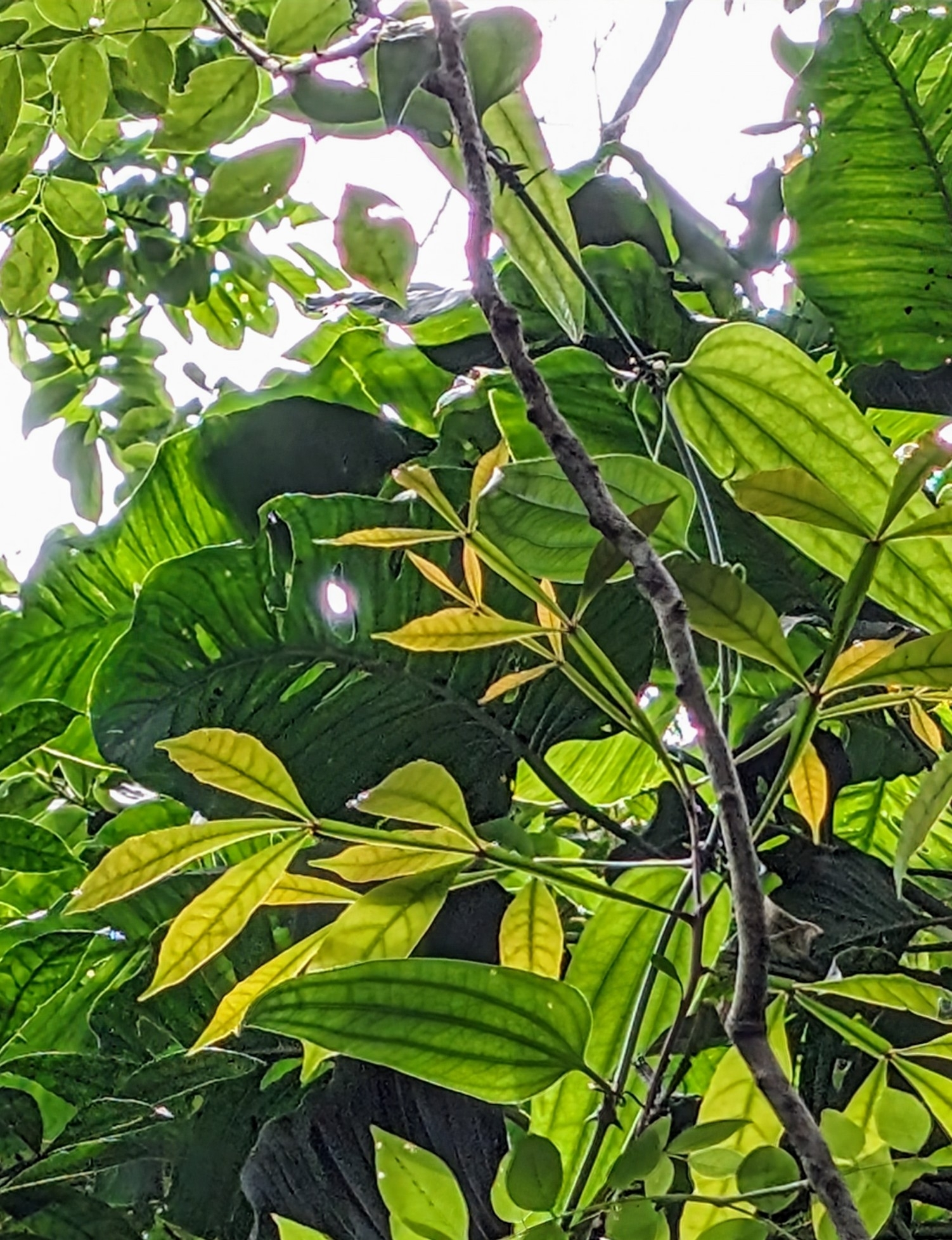 Imagem de Pau-tenente