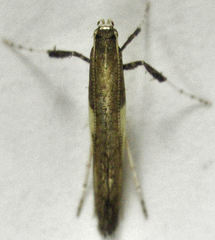 Caloptilia azaleella