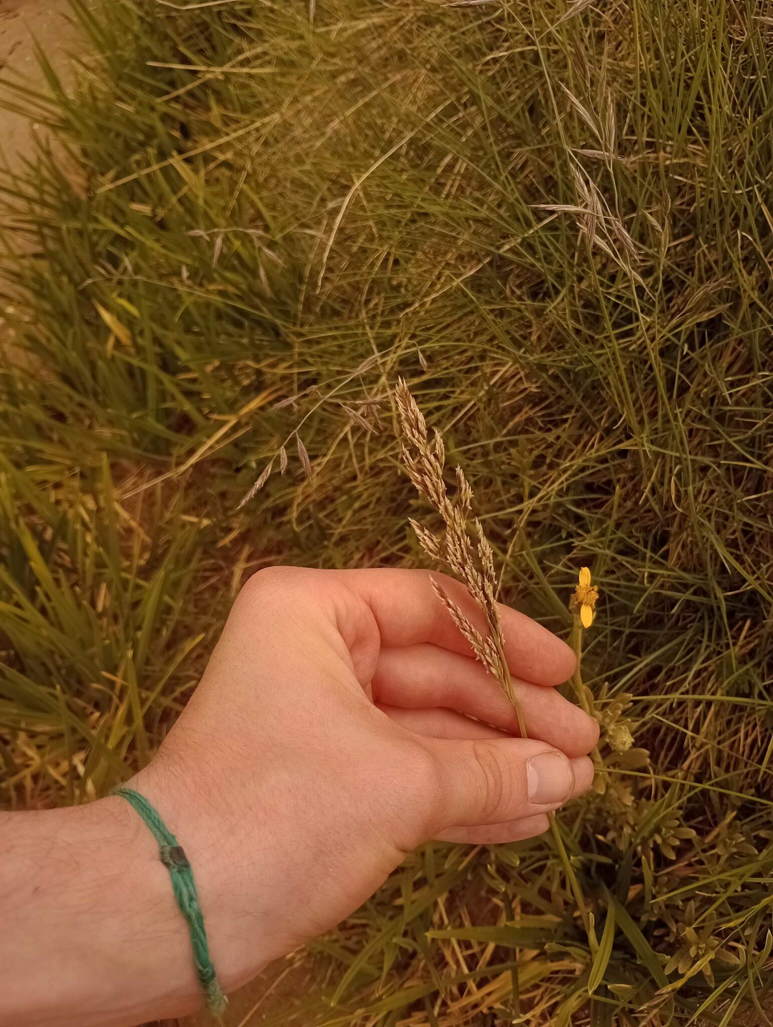 Nicoraepoa