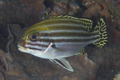 Plectorhinchus lessonii