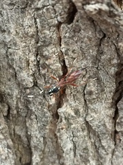 Ischnus inquisitorius