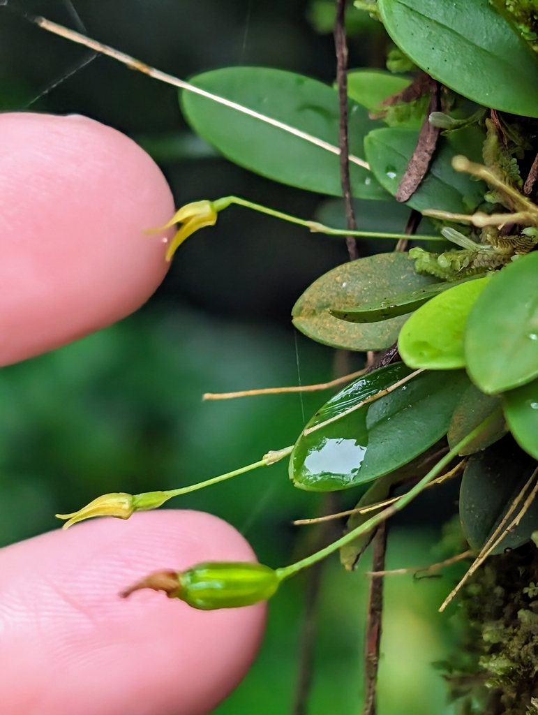 Specklinia corniculata
