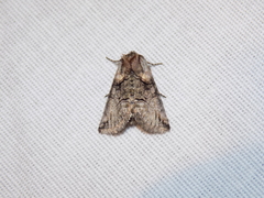 Abrostola microvalis