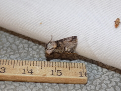 Abrostola microvalis