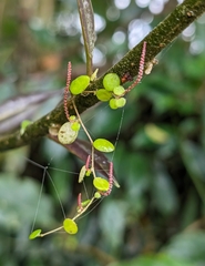 Peperomia rotundifolia image