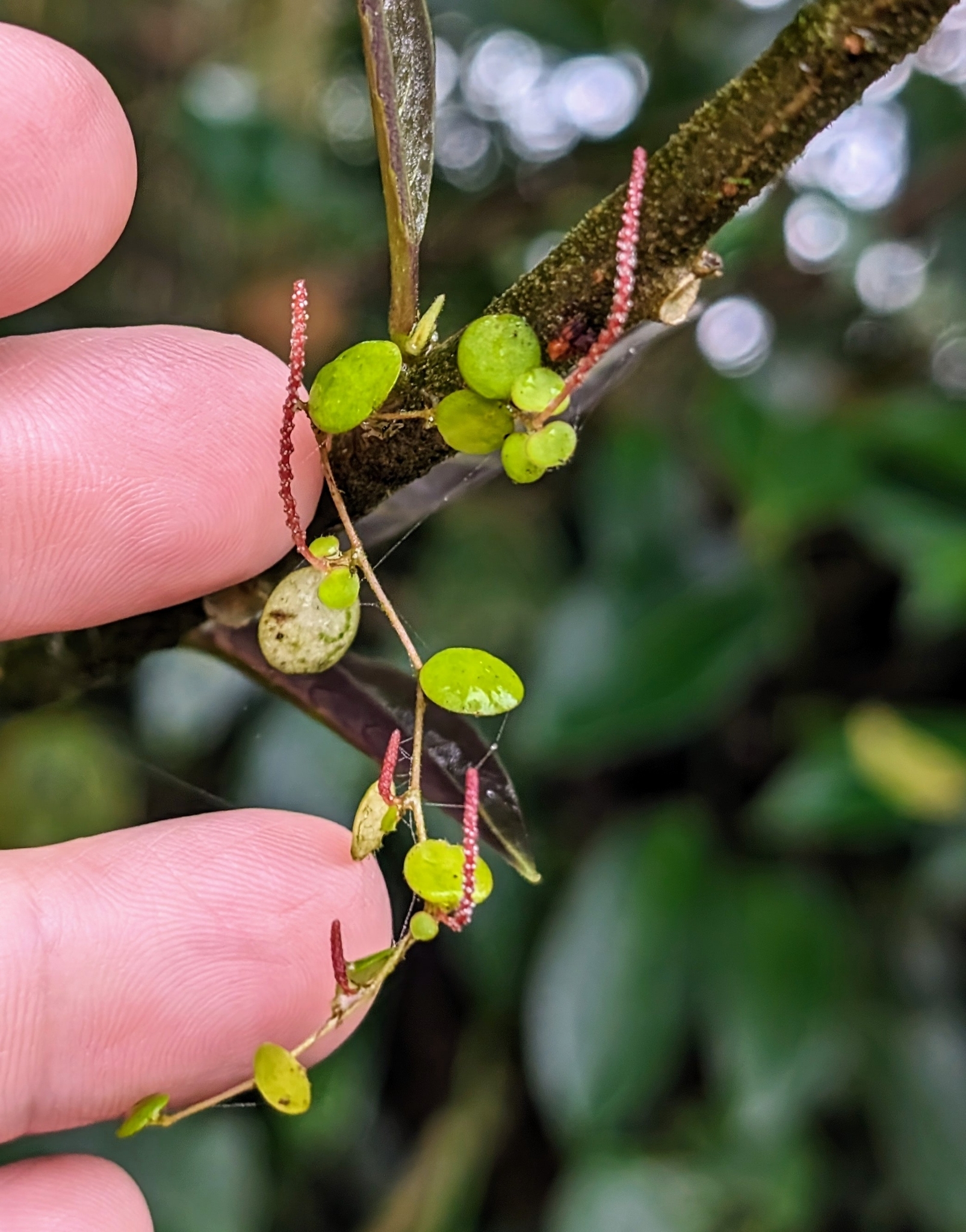 Imagem de Peperomia Hope