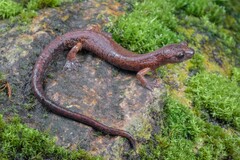 Tico Salamander photo 1