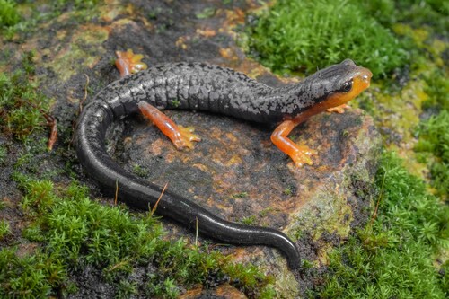 Mushroomtongue salamander, Bolitoglossa pesrubra