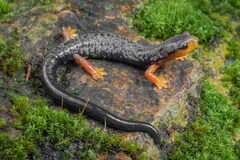 Red-legged Webfoot Salamander