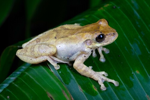 Gunther's Costa Rican Treefrog, Isthmohyla pseudopuma