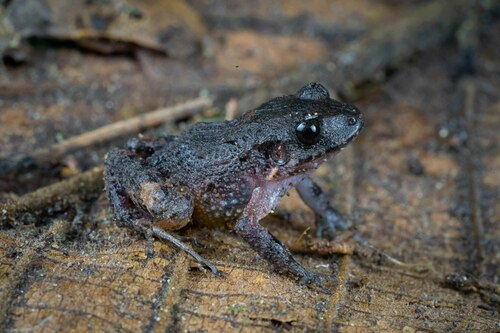 Underwood's Rain Frog, Craugastor underwoodi
