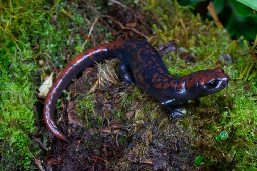Cerro Pando Mushroomtongue Salamander, Bolitoglossa compacta