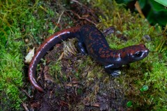 Red-spotted Webfoot Salamander