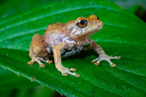 Dink frog, Diasporus ventrimaculatus