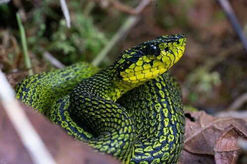 Black-speckled Palm Pit Viper
