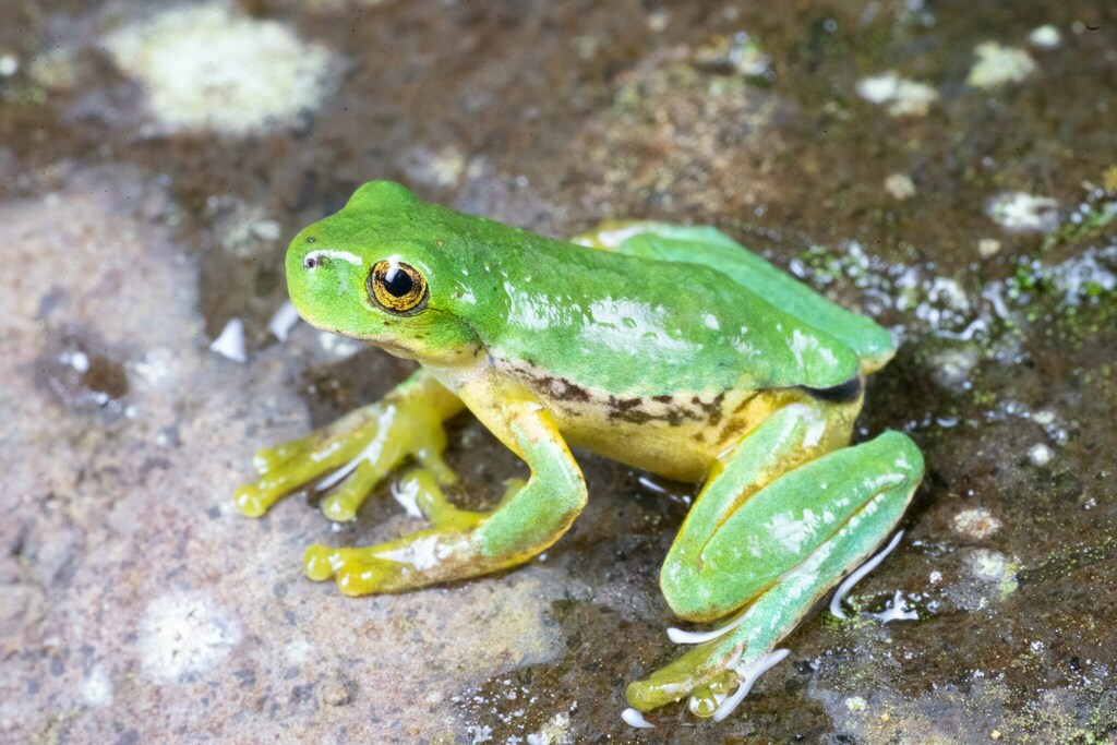Pico Blanco Treefrog