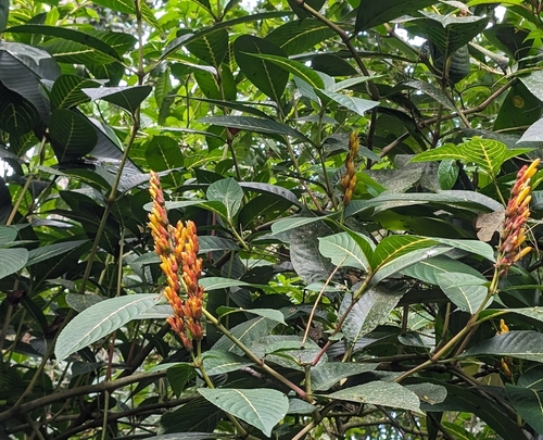 Image of Sanchezia parvibracteata by (c) Alan Prather, some rights reserved (CC BY)