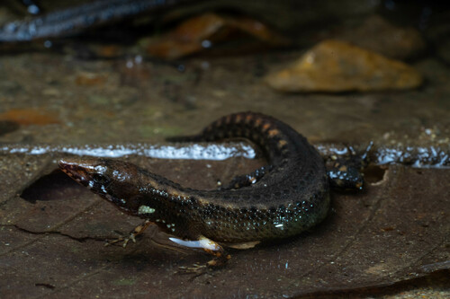 Uzzell's Neusticurus, Centrosaura apodema
