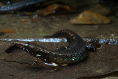 Uzzell's Neusticurus photo 2