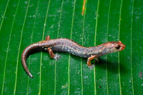 Bolitoglossa bolanosi