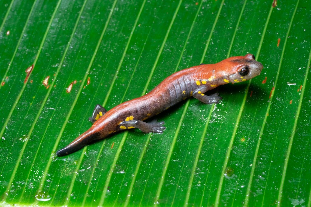 Splendid Web-Footed Salamander