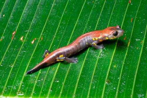 Bolitoglossa splendida · iNaturalist Mexico