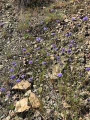 Gilia achilleifolia