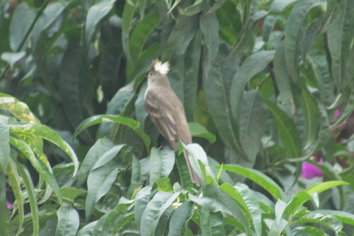Mottle-backed Elaenia (Elaenia gigas), photo 8