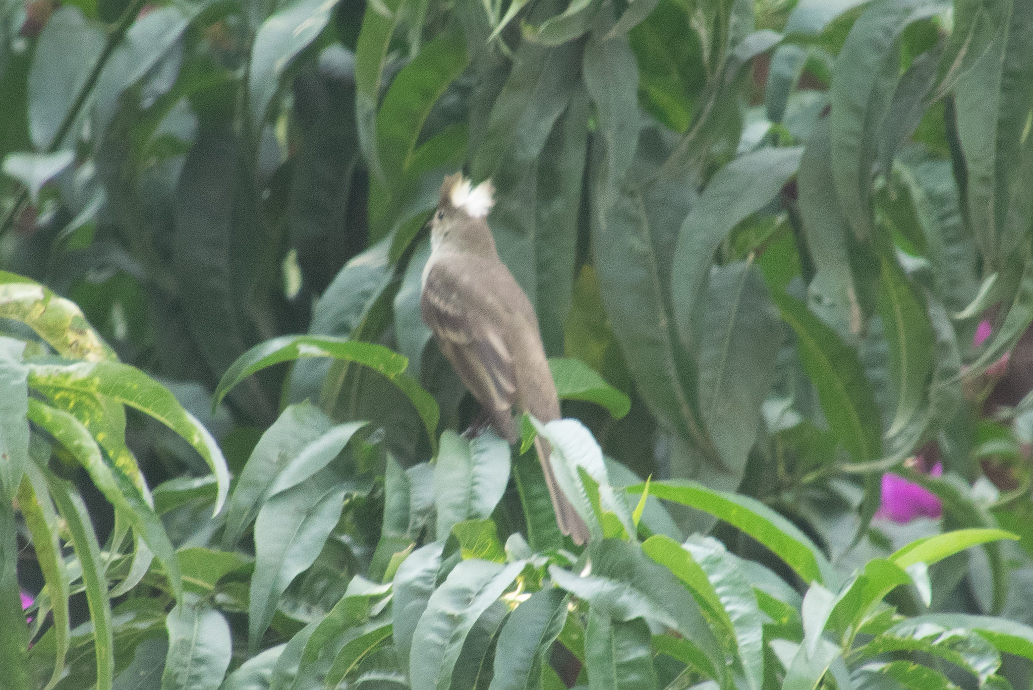 Mottle-backed Elaenia (Elaenia gigas), photo 4