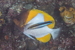 Hemitaurichthys polylepis