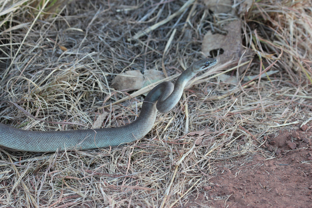 Wild Children's Python Children's Python from Keep River National Park, Baines, NT, AU on July ...