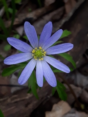 Anemonoides caucasica