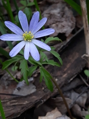 Anemonoides caucasica