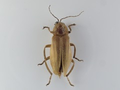 Photurinae